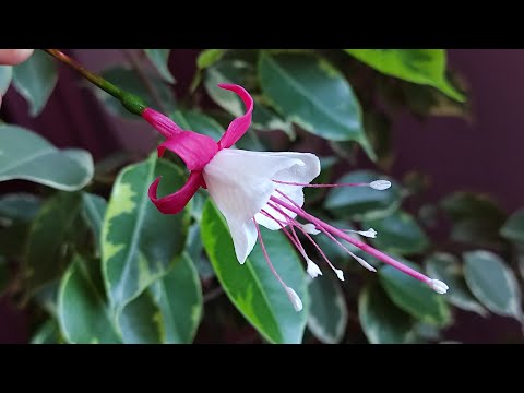 Видео: ФУКСИЯ из холодного фарфора/простой способ/ FUCHSIA from cold porcelain/FUCSIA da porcellana fredda