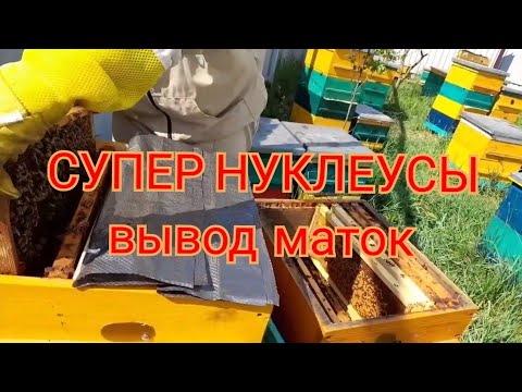Видео: ЛУЧШИЙ СУПЕР НУКЛЕУС, ОТВОДКИ И МАТКИ БЕЗ ПРОБЛЕМ!