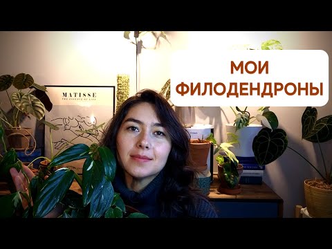 Видео: ОБЗОР филодендронов / Особенности ухода за ФИЛОДЕНДРОНАМИ