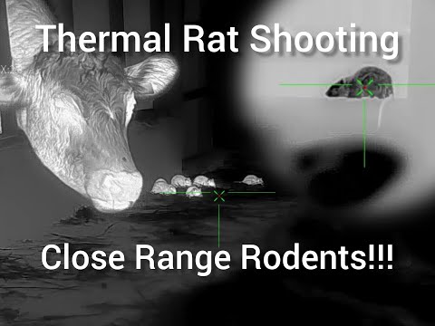 Видео: Охота на крыс с тепловизором! Лучший по соотношению цена/качество прицел с сенсором 640x512, LRF ...