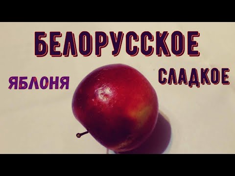 Видео: яблоня Белорусское Сладкое