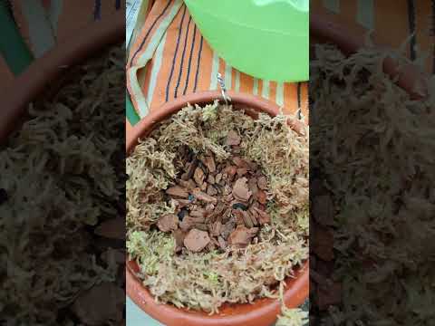 Видео: Заметки практика. Перевалка целогины кристаты в чуть больший горшок.