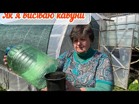 Видео: Коли і як я сію кавуни .
