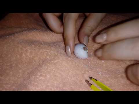 Видео: ОЧЕНЬ ДОЛГОЕ вылупление птенца кореллы