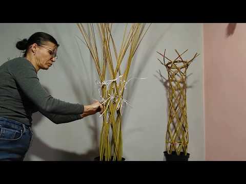 Видео: Мастер-класс по посадке и формированию плетеного дерева из ивового прута