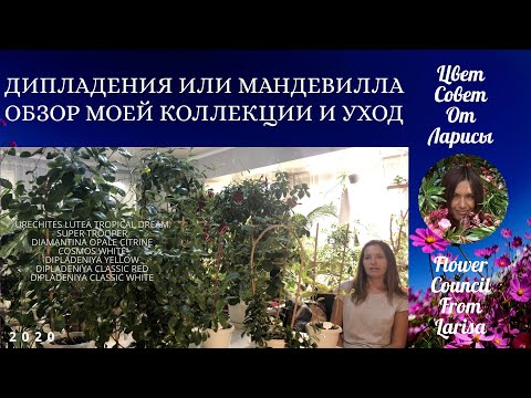 Видео: ДИПЛАДЕНИЯ ИЛИ МАНДЕВИЛЛА ОБЗОР МОЕЙ КОЛЛЕКЦИИ | ПЛЮС ОБ УХОДЕ 4К