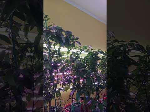 Видео: О Шакалах иногда я должна рассказать