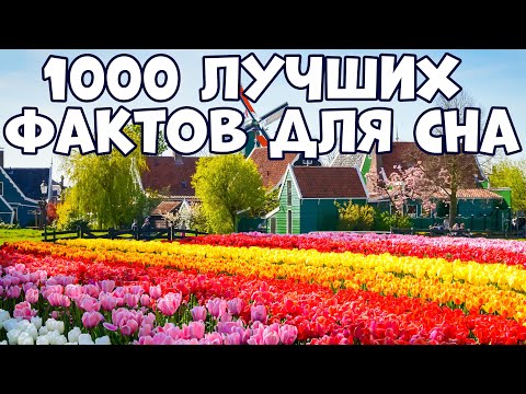 Видео: 1000 ЛУЧШИХ ФАКТОВ ДЛЯ СНА