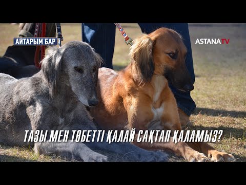 Видео: Айтарым бар. Тазы мен төбетті қалай сақтап қаламыз? (09.12.2022)