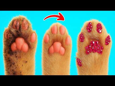 Видео: Лучшие лайфхаки для хозяев питомцев! DIY-челлендж: дом за 1 рубль против дворца за 100 000 000! 🐶💰
