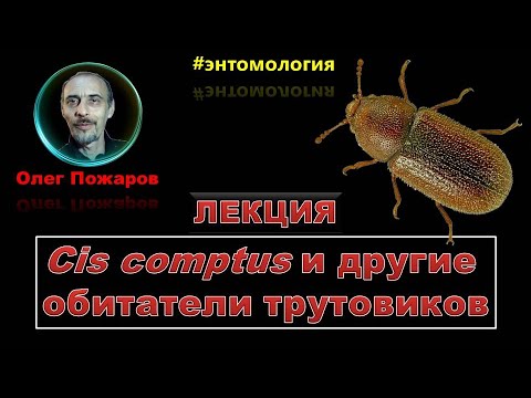 Видео: Олег Пожаров: лекция "Cis comptus и другие обитатели трутовиков"