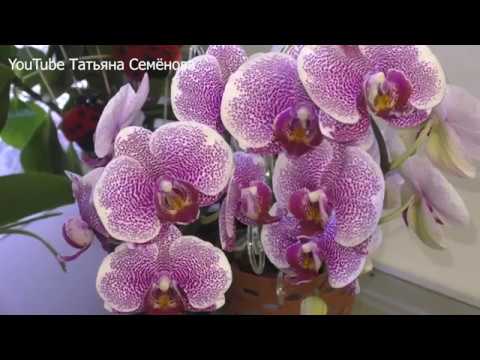 Видео: Ветвистые цветоносы орхидей и пышное цветение в домашних условиях  Это реально!!!
