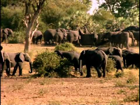 Видео: 43- Одиссея Жака Кусто - Алтарь жизни