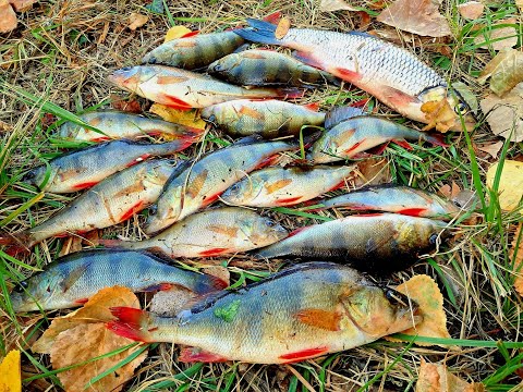 Видео: Полосатые разбойники не дают скучать)