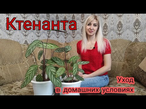 Видео: Ктенанта. Уход и размножение в домашних условиях. Неприхотливый сад