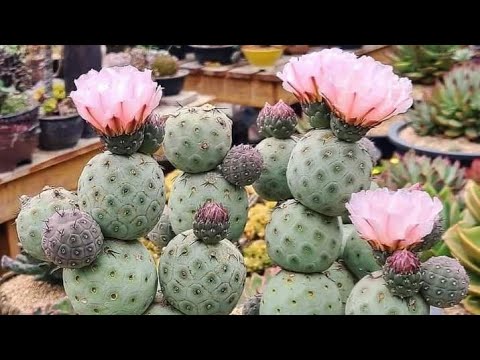 Видео: Новинка в коллекции тефрокактус геометрикус.