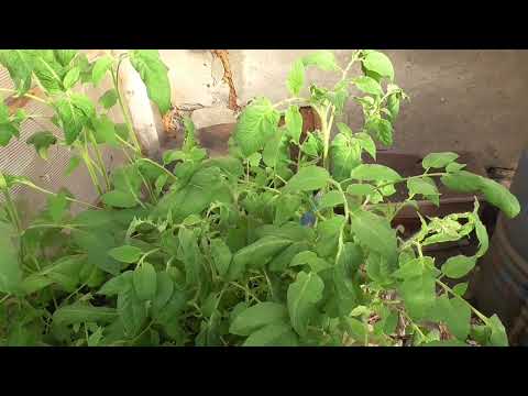 Видео: Я нашла ЧУДО - ТОМАТ! Самый болезнеустойчивый, самый терпеливый и живучий! Очень удивил меня!