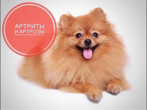 Видео: Сустав. Артриты и артрозы домашних животных.