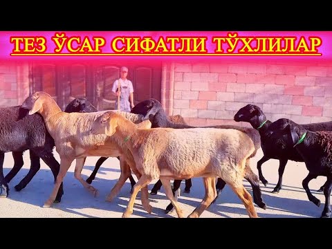 Видео: ВАҚТ ЎТЯПТИ ЮГУРИБ ОЛИНГ ЭНДИ УЛГУРИБ 