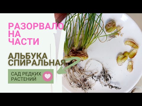 Видео: Пересадка и деление луковицы альбуки спиральной Albuca spiralis
