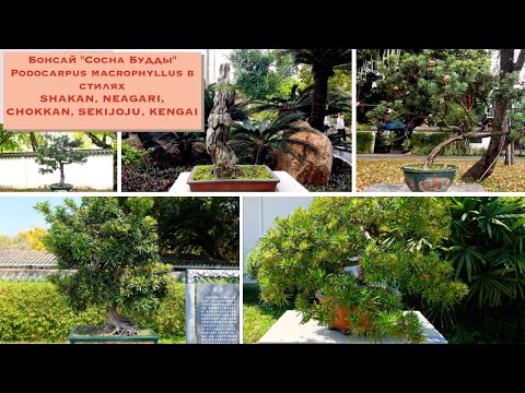 Видео: Бонсай из подокарпуса (Podocarpus macrophyllus) в стилях Shakan, Neagari, Chokkan, Sekijoju, Kengai