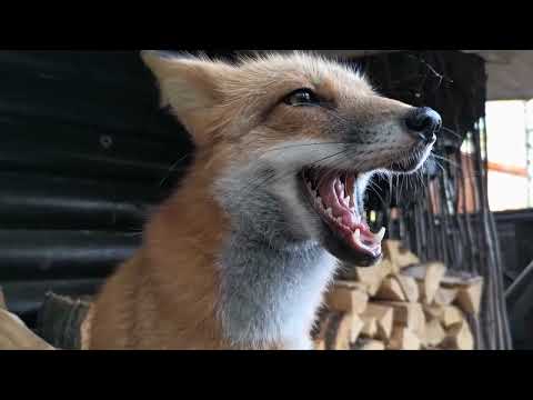 Видео: Ли Сяо. Алиса - Лиса / Прикольные Моменты с Алисой ( Сборник # 17 ) / Alice the Fox