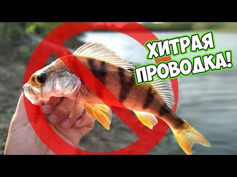 Видео: Микроджиг и мормышинг - ХИТРАЯ ПРОВОДКА на ОКУНЯ! КАК ЛОВИТЬ ОКУНЯ ВЕСНОЙ.