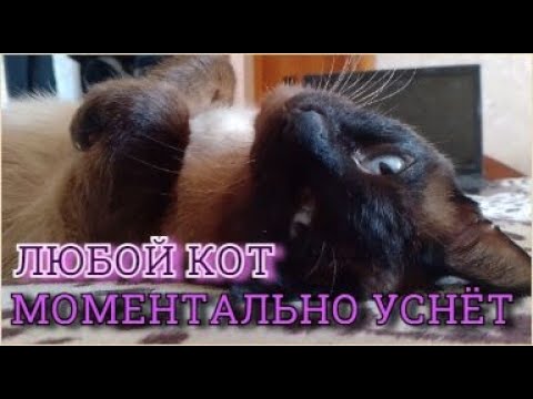 Видео: Усыпляющая музыка для кошек, котов и котят с мурчанием !!!Расслабляющая кошачья музыка с мурчанием !