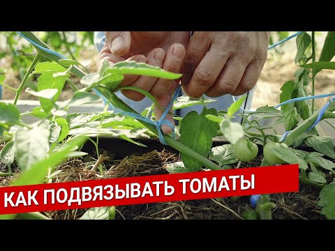 Видео: Как подвязывать томаты