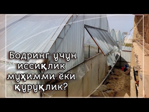 Видео: Бодринг учун иссиқлик муҳимми ёки қуруқлик? (30.03.24)