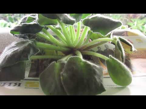 Видео: ЧТО ДЕЛАТЬ , ЕСЛИ ФИАЛКА СТАЛА ВЯЛОЙ.  БЫСТРОЕ РЕАГИРОВАНИЕ