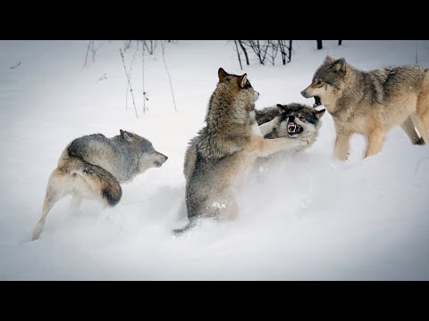 Видео: У ВОЛКОВ ТОЖЕ ЕСТЬ  ЧУВСТВА / Случай в тайге/