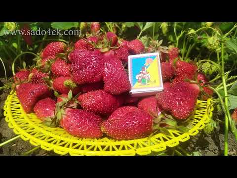 Видео: Земклуника Купчиха и Ананасная. Обзор + розыгрыш. Саженцы земклуники. Купить саженцы земклуники.