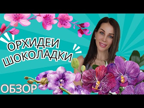 Видео: НОВИНКИ! Орхидеи шоколадки! Обзор цветения |4K Video| |English subtitles|