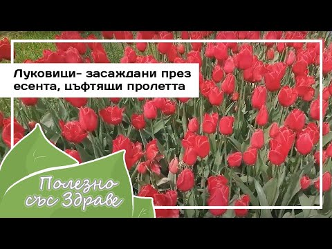 Видео: Луковицы - посаженные осенью, цветут весной