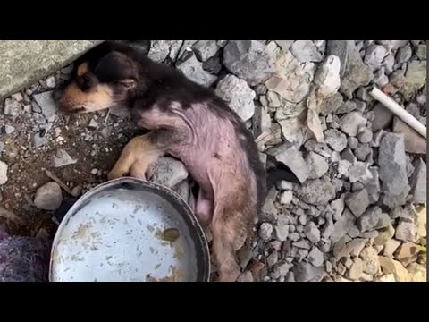 Видео: Он потерял сознание, все еще надеясь на помощь, которую так и не получил.
