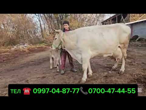 Видео: СААН УЙЛАР ЧЫКТЫ САТУУГА КӨРҮҢҮЗ ЧҮЙ ОБЛУСУ БЕЛОВОДСКИЙДЕ СРЕТЕНКО АЙЫЛЫНДА ДОСТАВКА БАР ✅