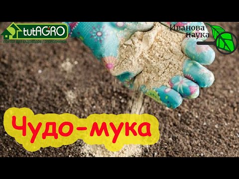 Видео: ИЗБАВЬТЕСЬ ОТ ЛИЧИНОК МАЙСКОГО ЖУКА ПРЯМО СЕЙЧАС ДЕШЕВО и НАДЕЖНО. Без химии и препаратов.