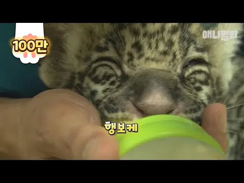 Видео: Ягуар будет расти диким, но они милые