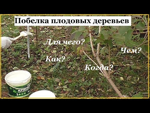 Видео: Как, когда, чем и зачем белить деревья