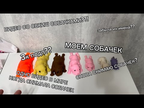 Видео: СКВИШ СОБАЧКИ|Один день в мире когда снимала сквиш собачек?