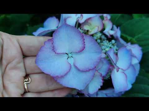 Видео: 5.07.24.Клещ атакует !🪳Как спасти гортензии?