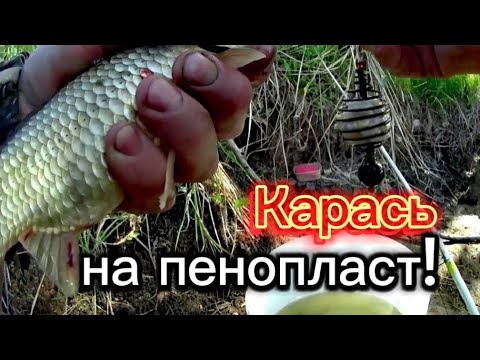 Видео: Ловим карася на пенопласт! Червь отдыхает!