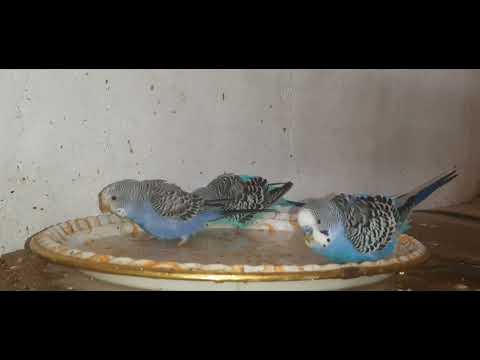 Видео: Купание волнистых попугаев. Как моются попугаи.