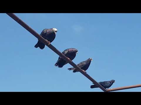 Видео: Николаевские голуби г Обоянь