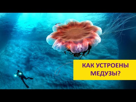 Видео: Медузы: опасные, бессмертные и безумно красивые. Наталья Носова