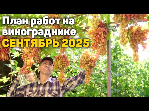 Видео: План работ на винограднике - Сентябрь 2025
