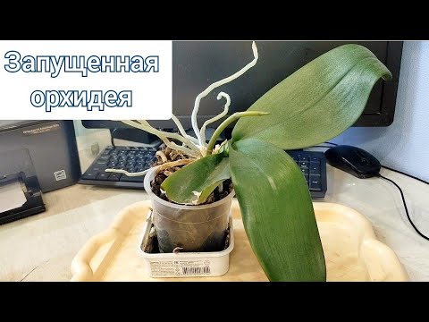 Видео: Запущенная орхидея! Как успешно пересадить неадаптированную орхидею и растущим цветоносом?