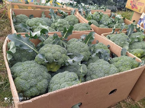 Видео: Капуста броколі (КОРАТО)