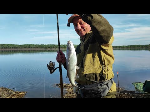 Видео: КАК ПОЙМАТЬ ЧЕХОНЬ НА РЕКЕ ВЕСНОЙ.ОСНАСТКА НА ЧЕХОНЬ.ЛОВЛЯ ЧЕХОНИ НА КАМЕ.ЛОВЛЯ НА ФИДЕР
